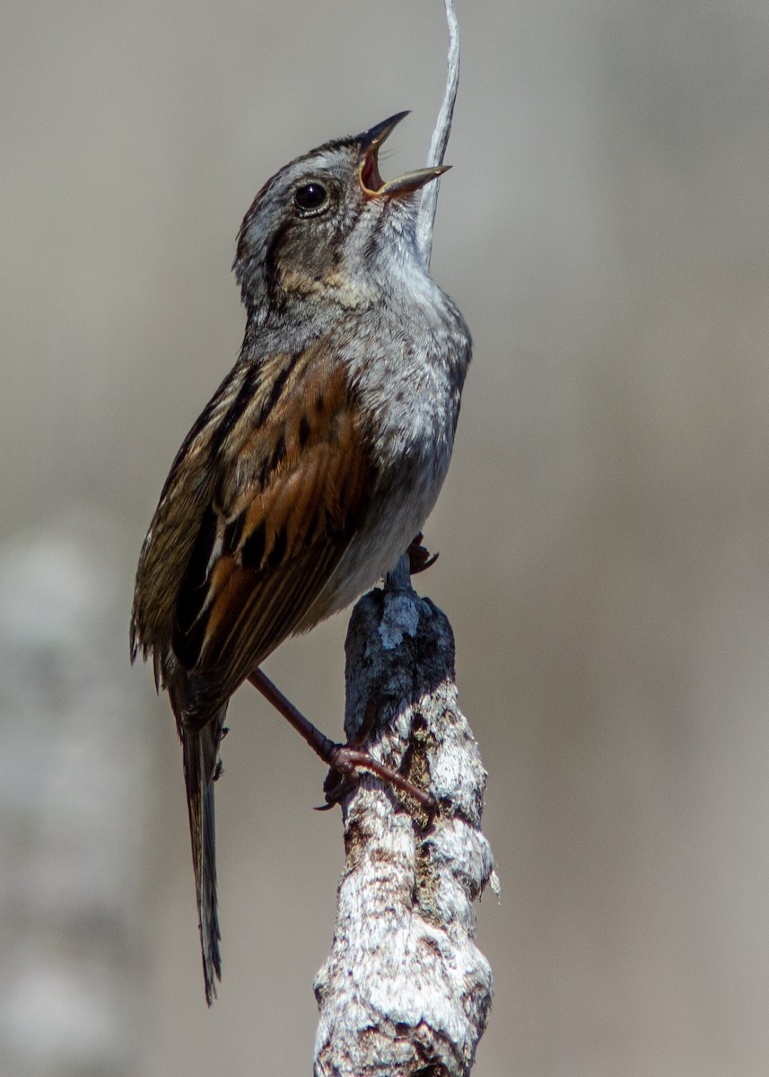 Swamp Sparrow - ML141361771