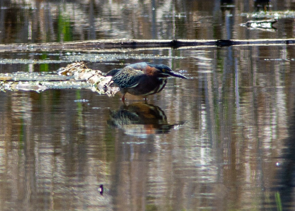 Green Heron - ML141361791