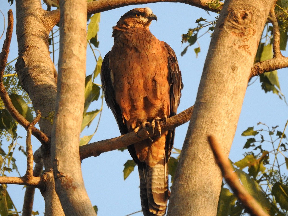 Oriental Honey-buzzard - ML141361941