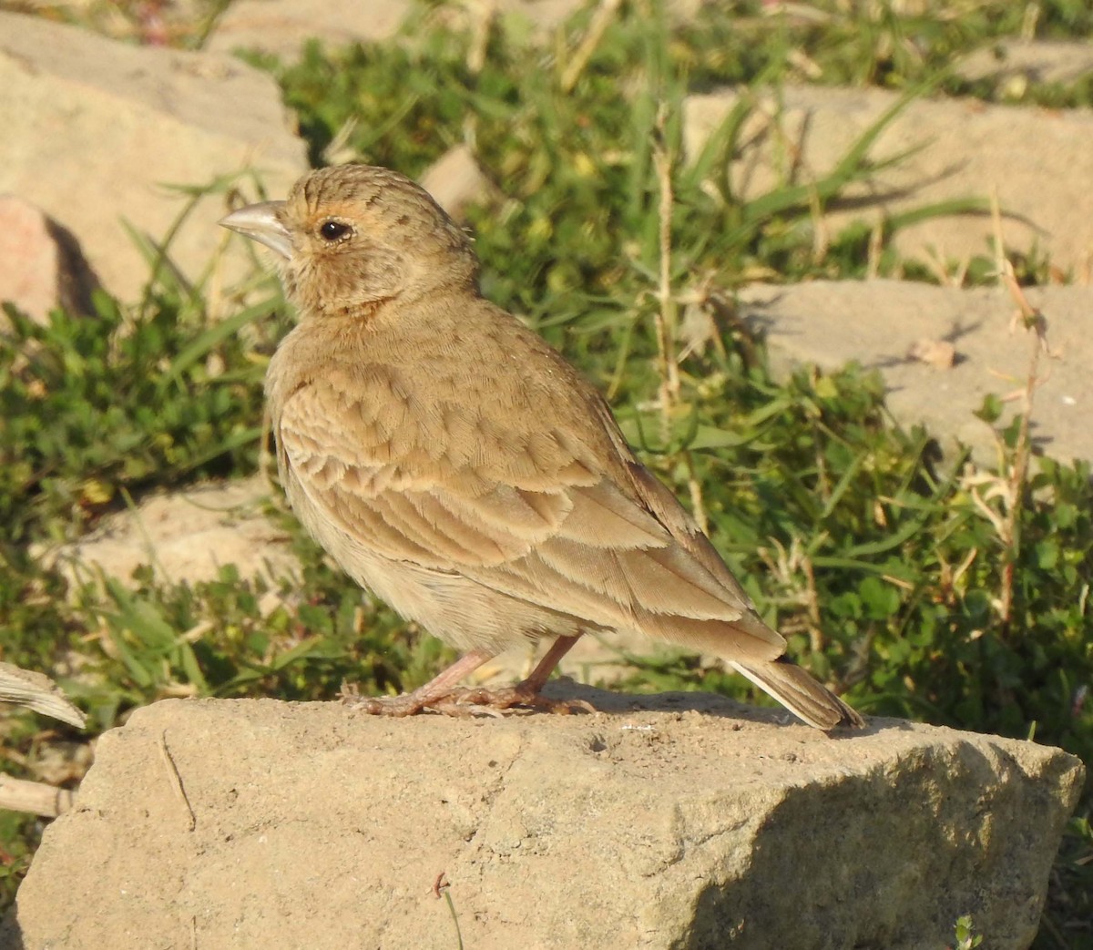 Greater Short-toed Lark - ML141362251