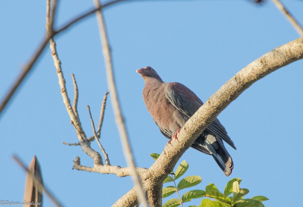 Red-billed Pigeon - ML141362351