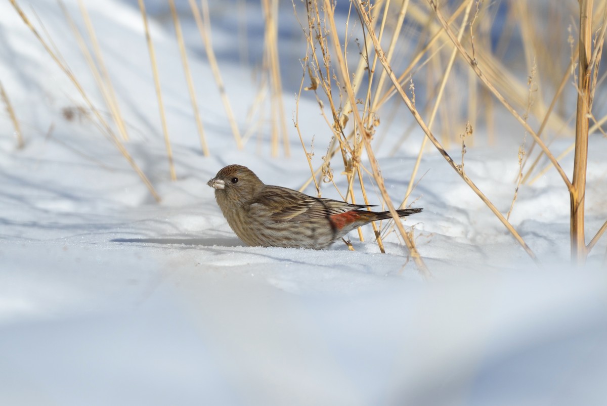 Pallas's Rosefinch - ML141363051