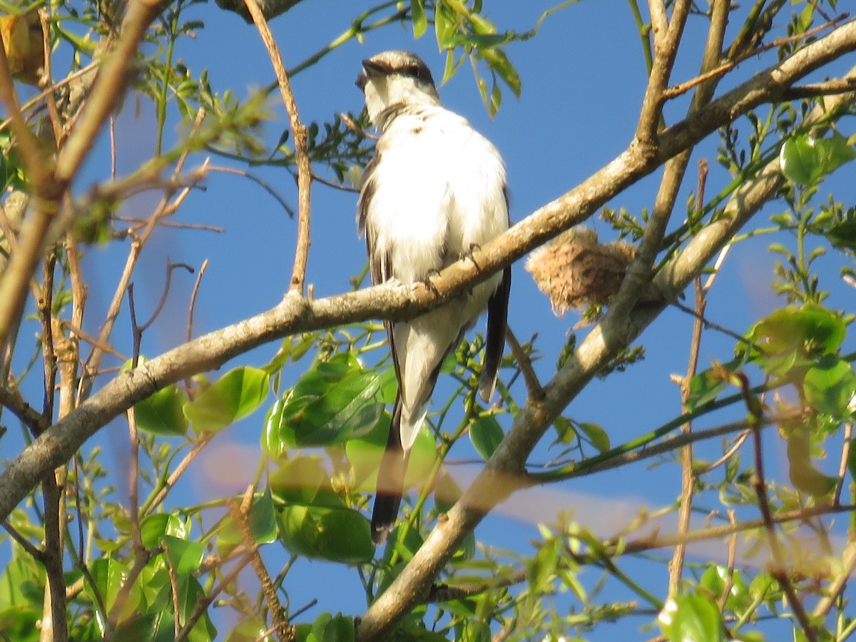 Minivet cendré - ML141363141