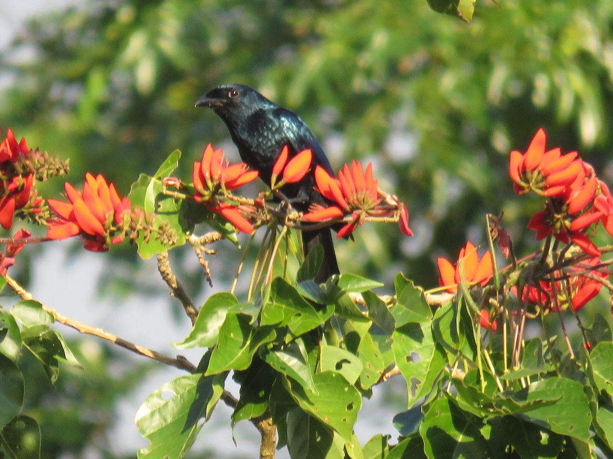 Drongo balicassio - ML141363161