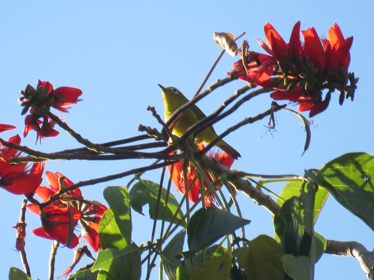 Yellowish White-eye - ML141363261
