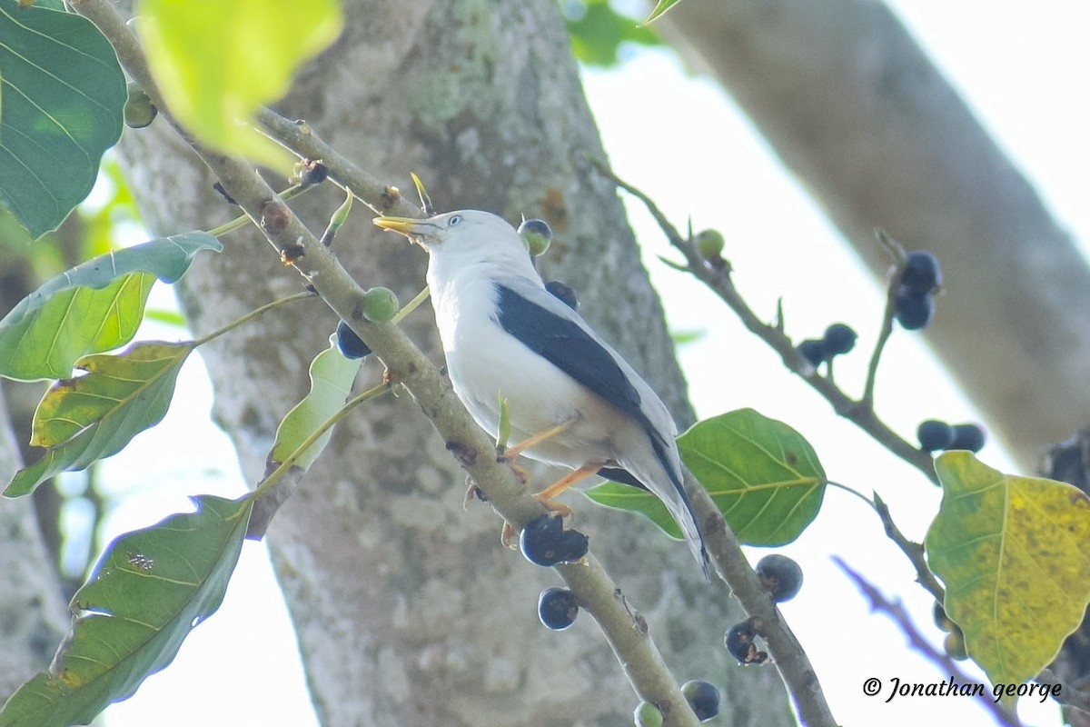 White-headed Starling - ML141364001