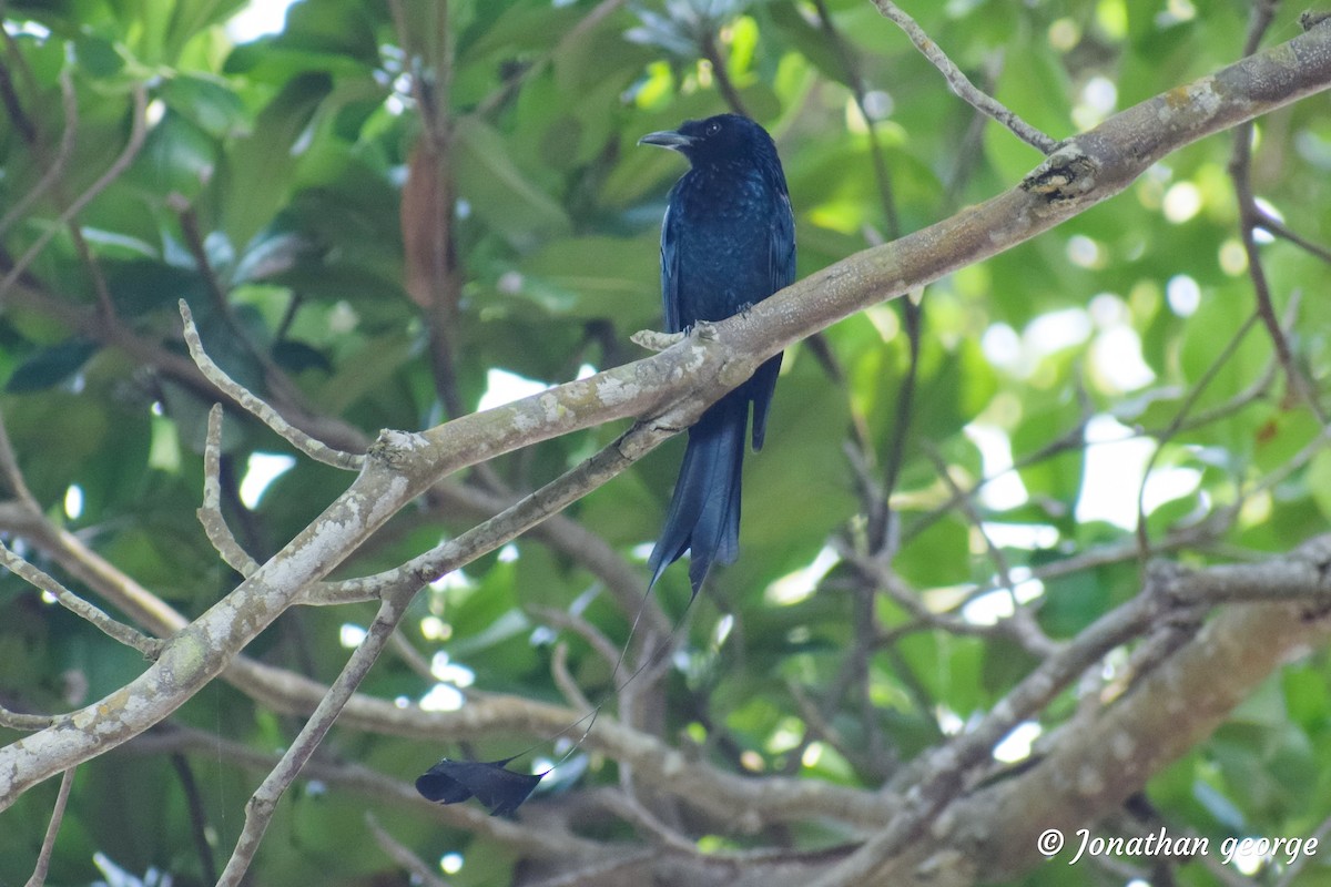 Greater Racket-tailed Drongo - ML141364051