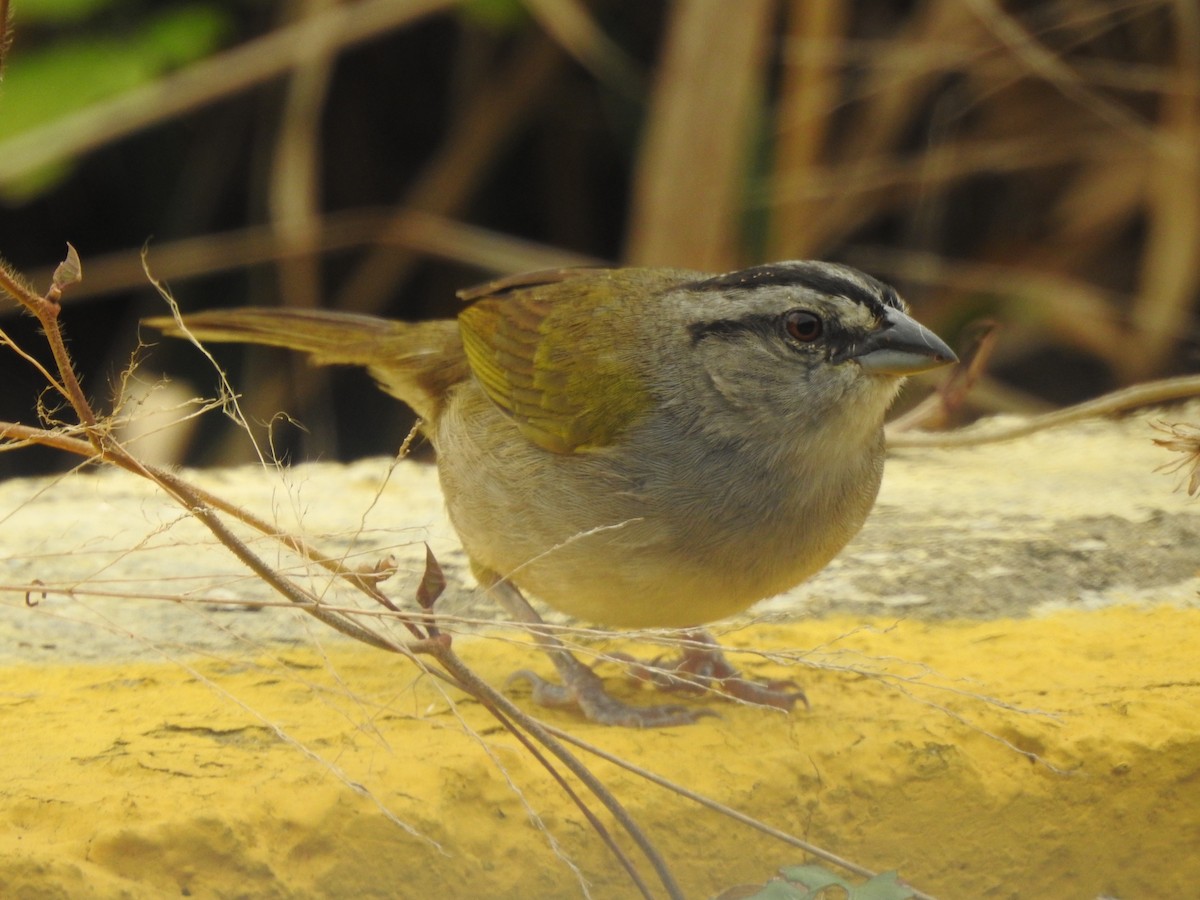 Black-striped Sparrow - ML141364131