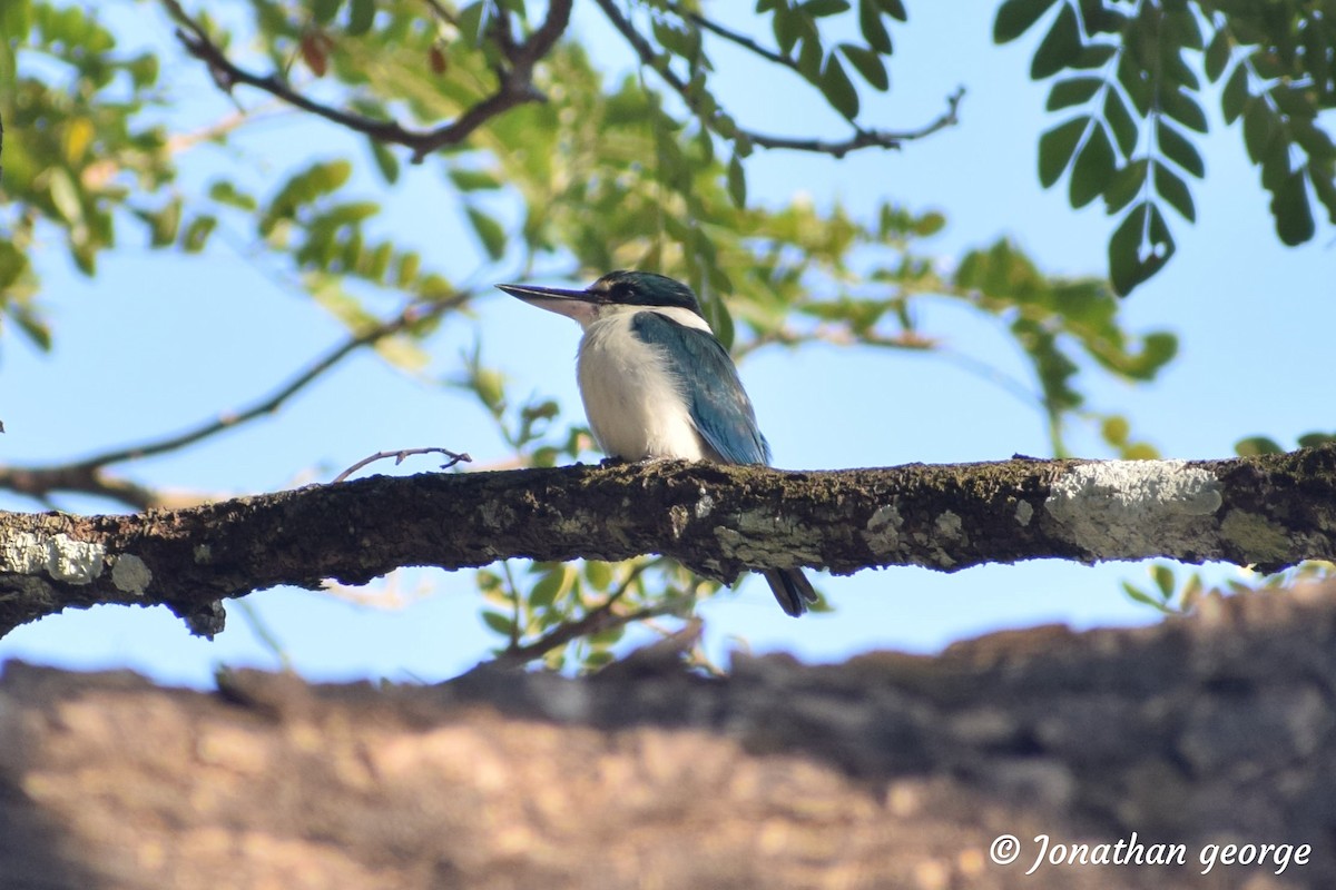 Collared Kingfisher - ML141364171