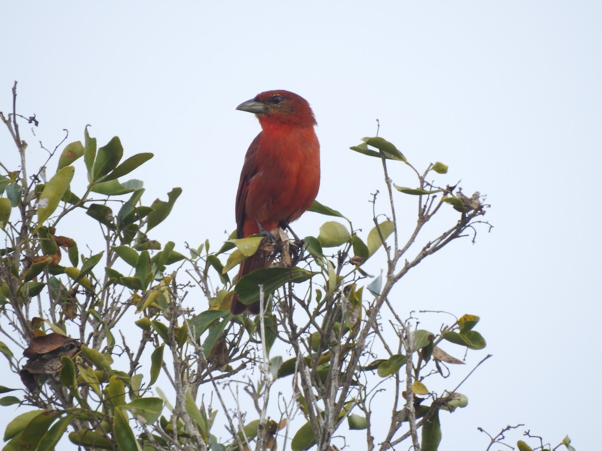 Hepatic Tanager - ML141364281