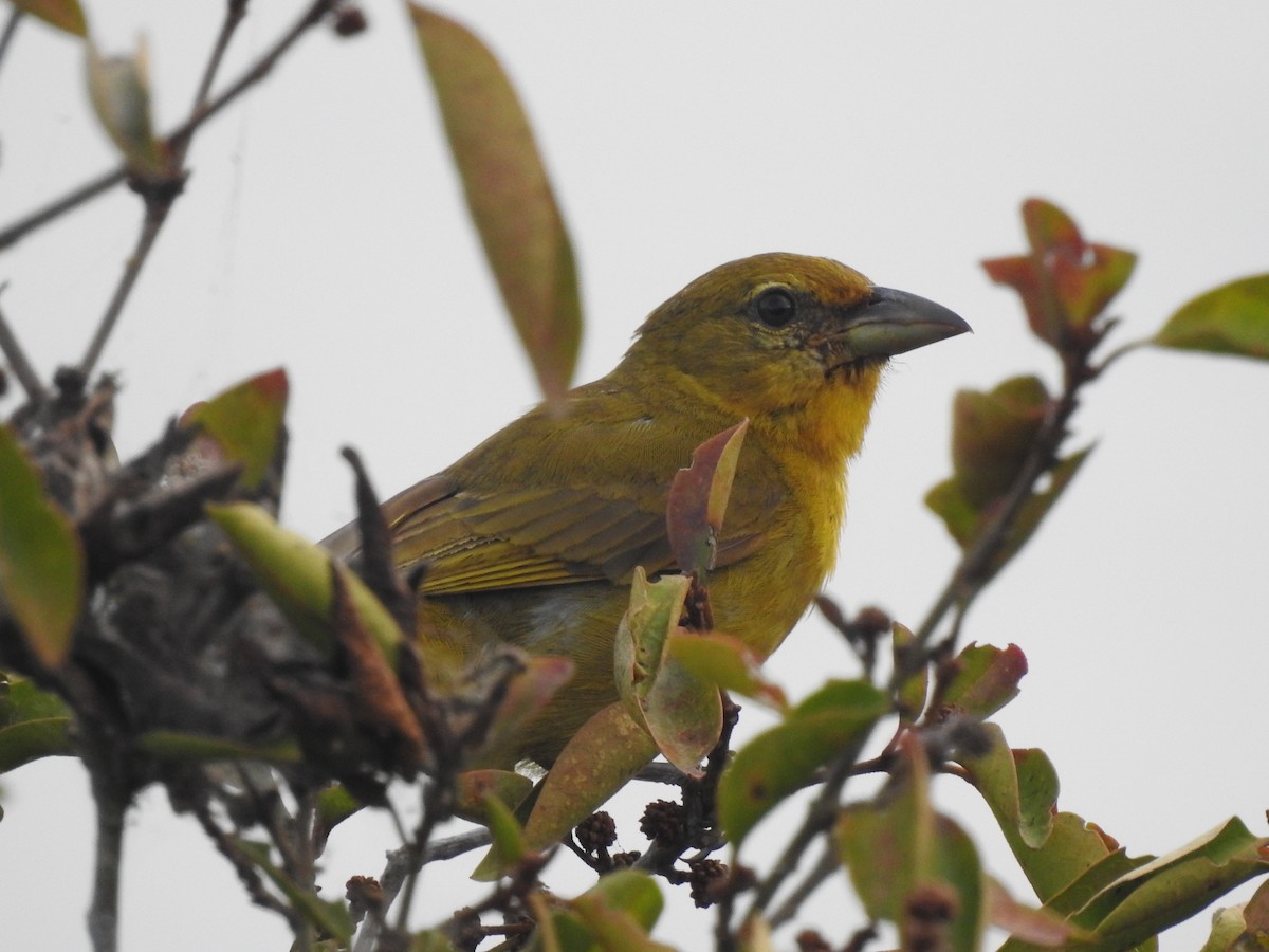 Hepatic Tanager - ML141364321