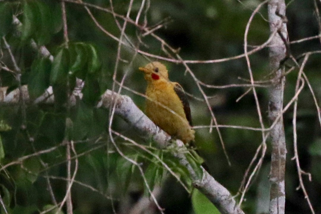 Cream-colored Woodpecker - ML141364431