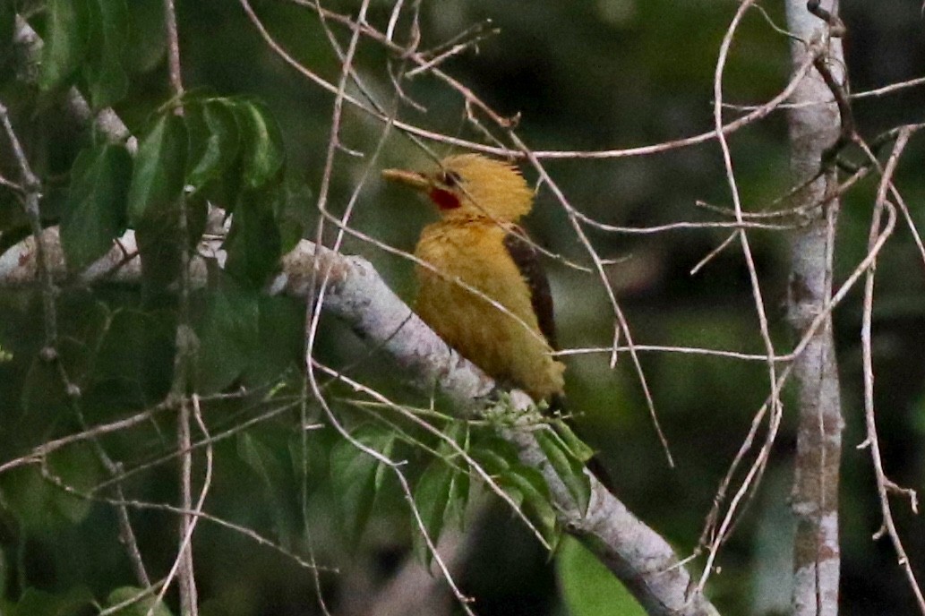 Cream-colored Woodpecker - ML141364441