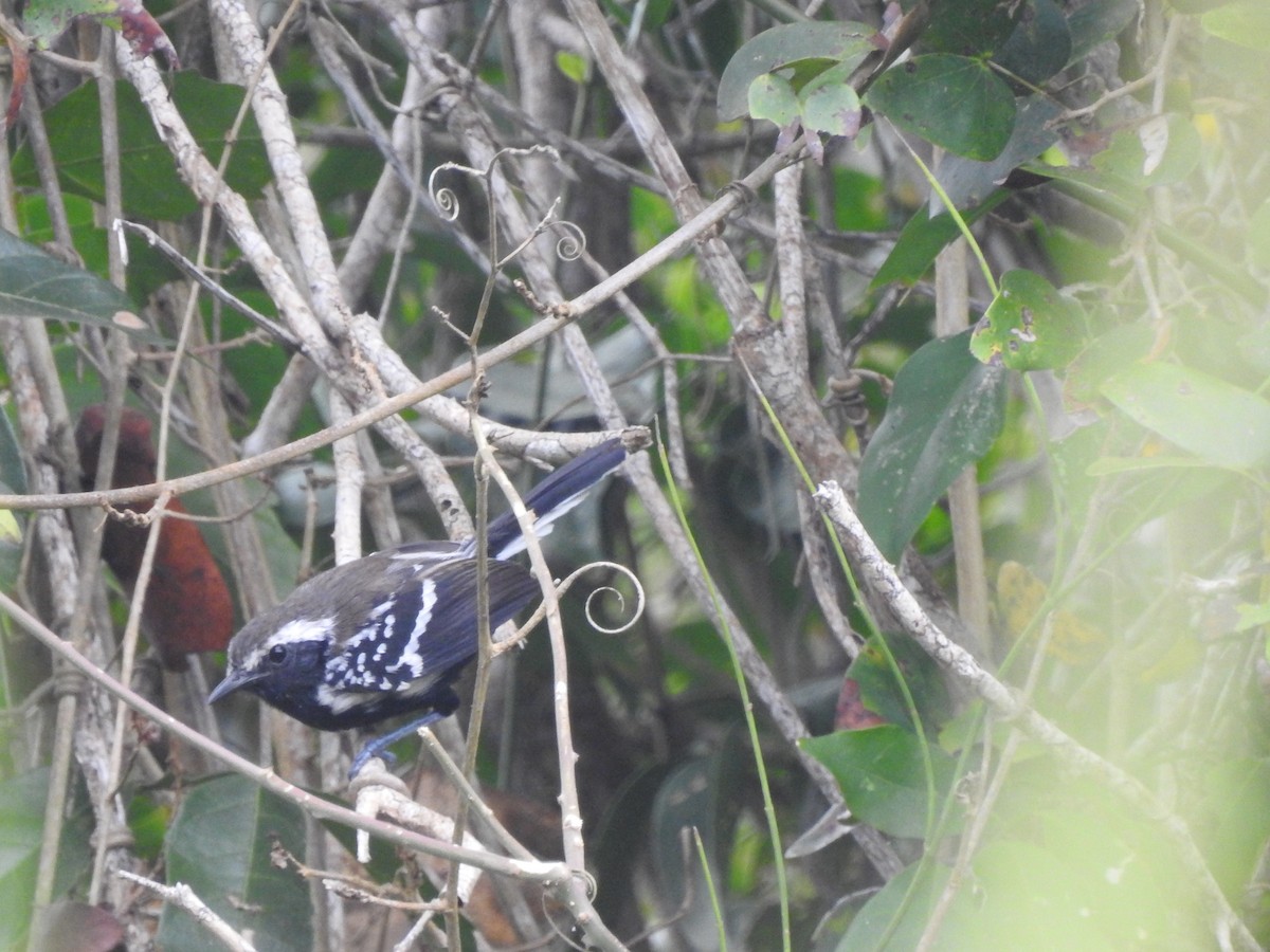 Northern White-fringed Antwren - ML141364821