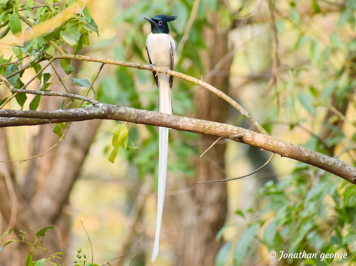 Indian Paradise-Flycatcher - Jonathan George