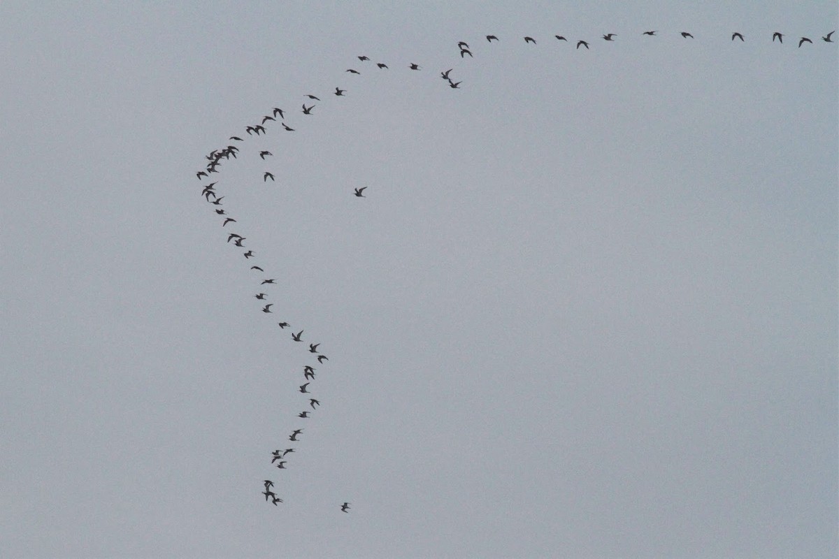 Black-tailed Godwit - ML141365191