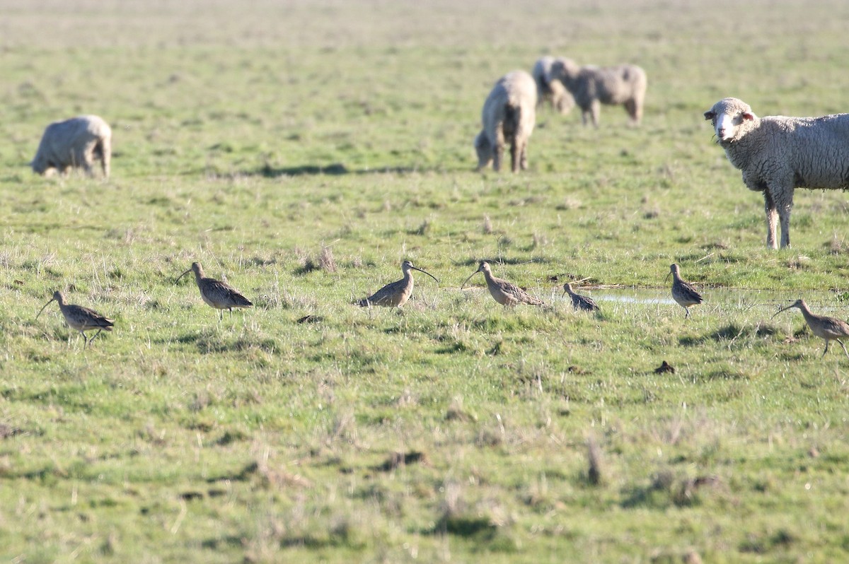 Long-billed Curlew - ML141365231