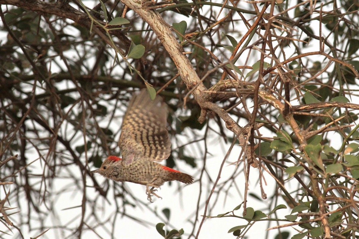 Little Gray Woodpecker - ML141365771