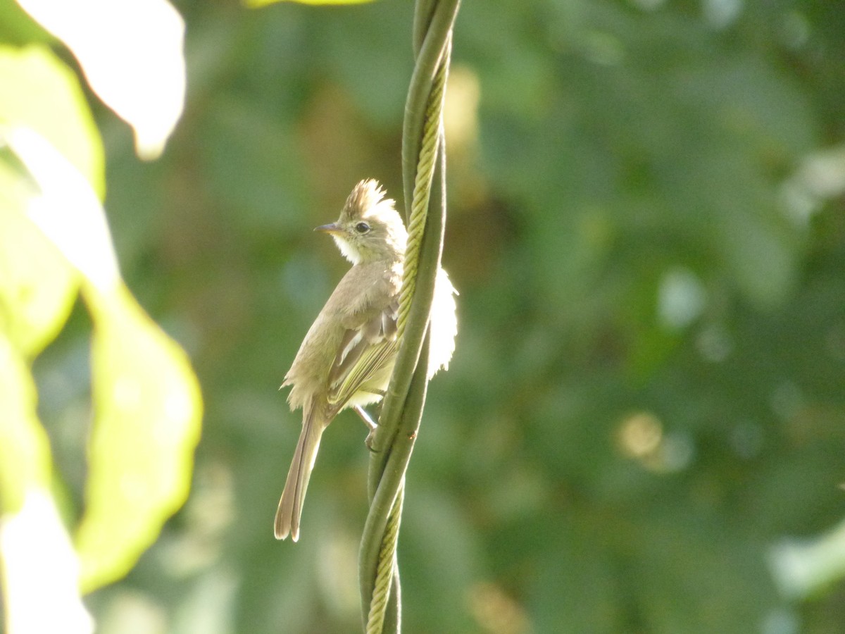 Yellow-bellied Elaenia - ML141366161