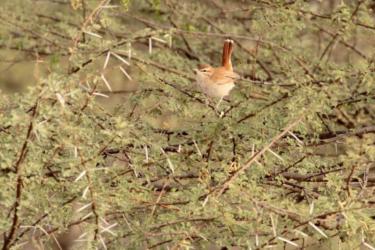 Rufous-tailed Scrub-Robin (African) - ML141366171