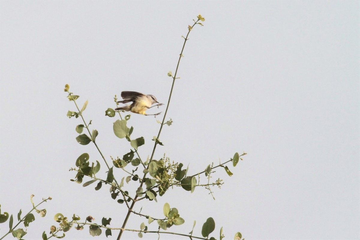 Yellow-bellied Eremomela - Frédéric Bacuez