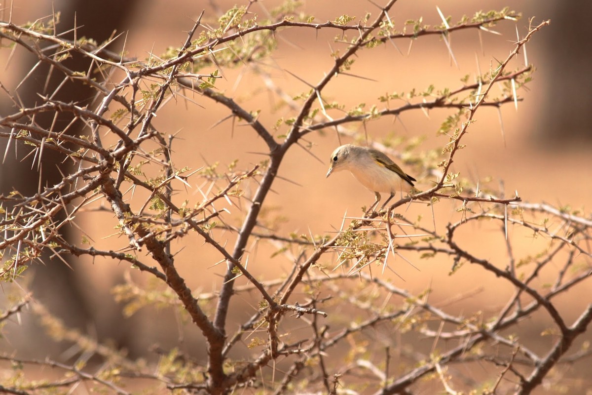 Western Bonelli's Warbler - ML141366511