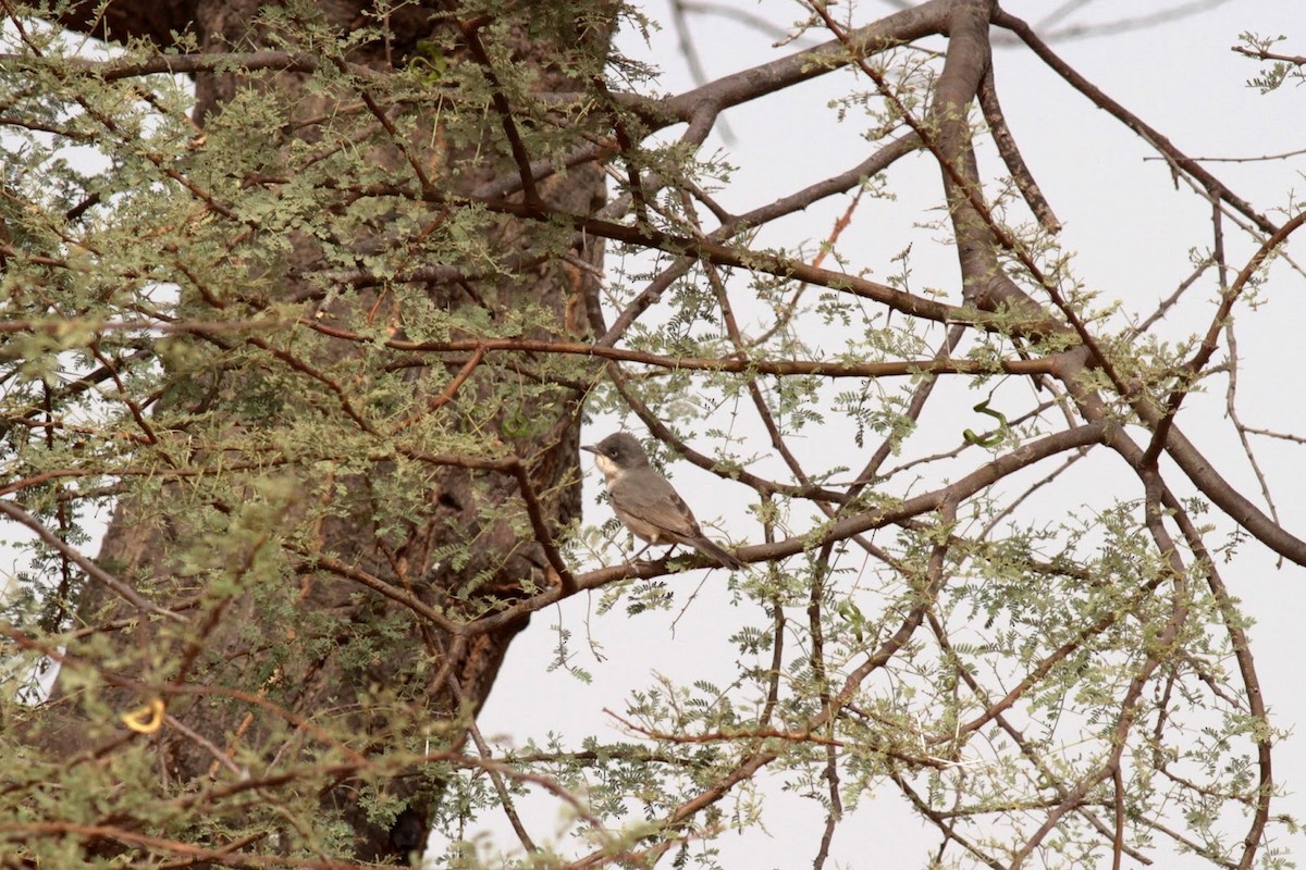 Western Orphean Warbler - ML141366621