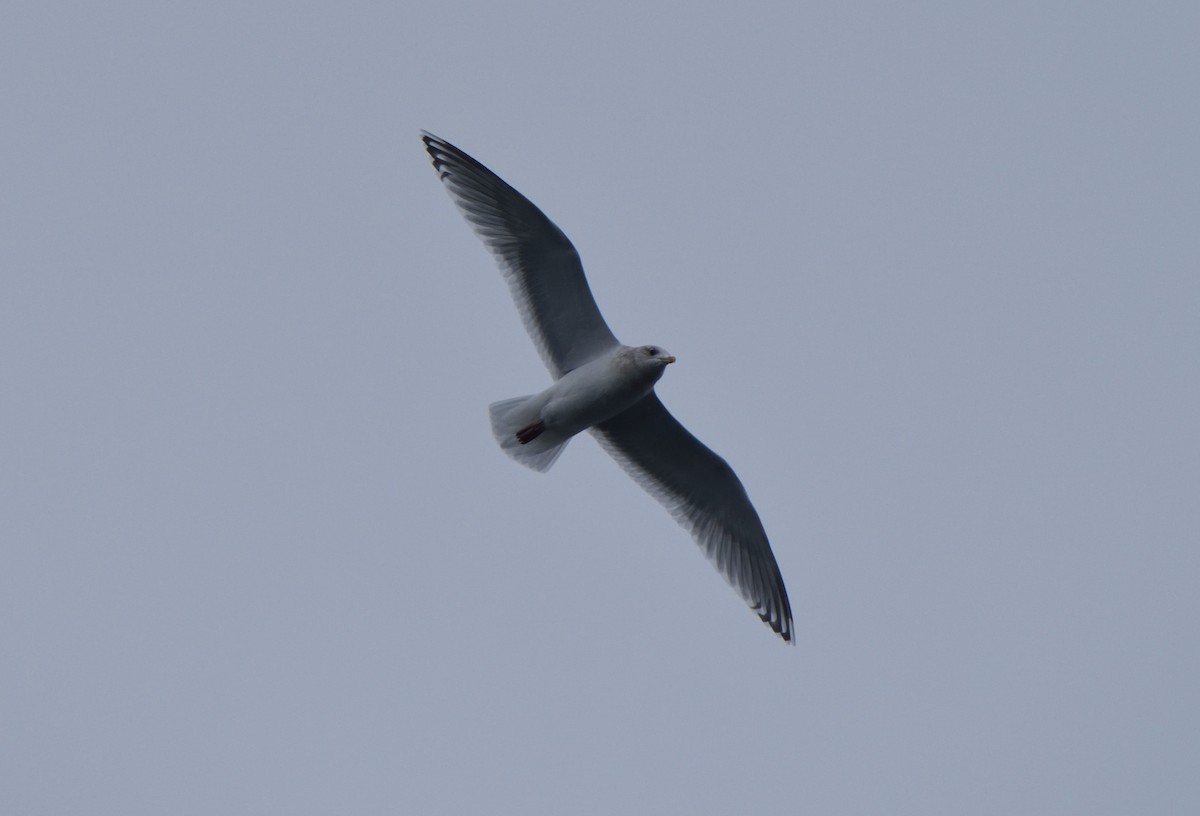 Iceland Gull (Thayer's) - ML141366931