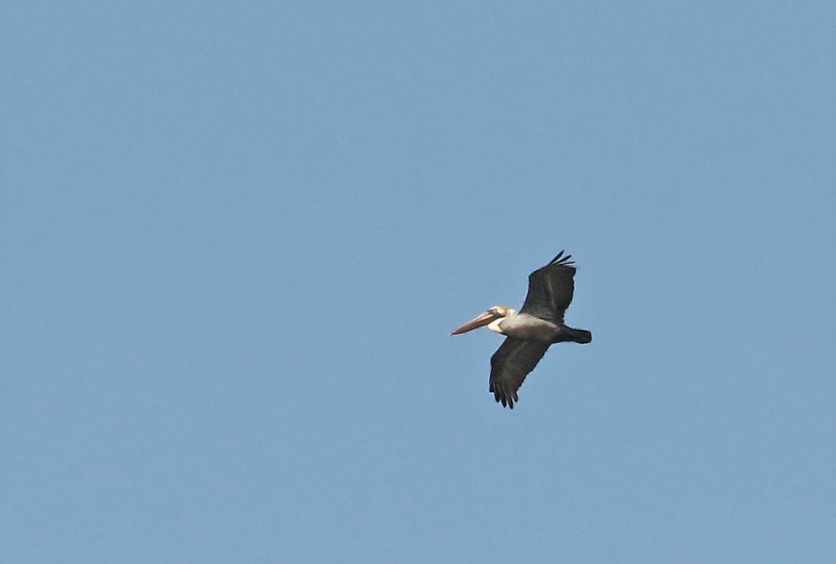 Brown Pelican - ML141367071