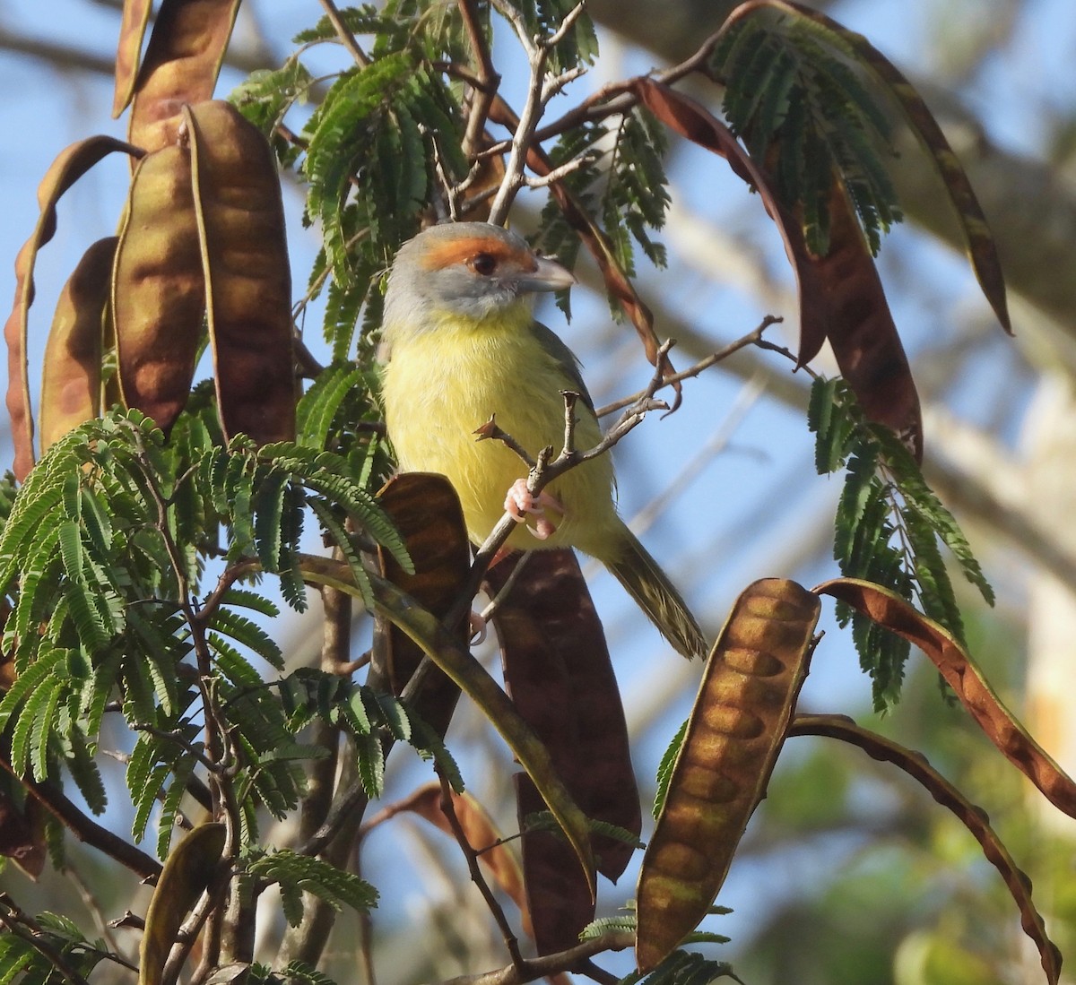 Rufous-browed Peppershrike - ML141368171