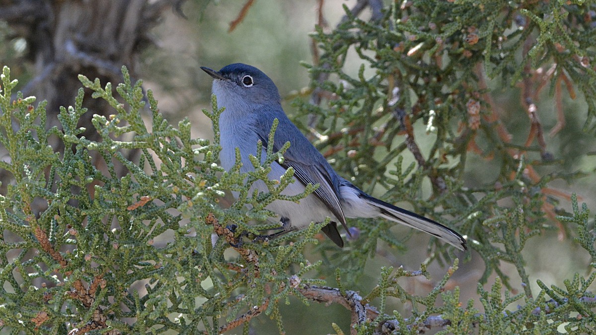 Blue-gray Gnatcatcher - ML141368611