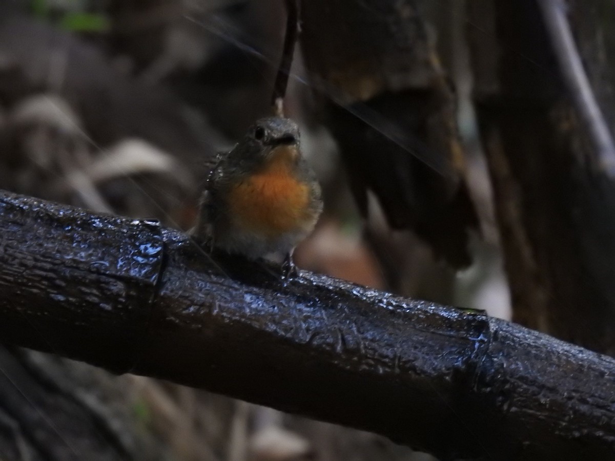 Blue-throated Flycatcher - ML141370391