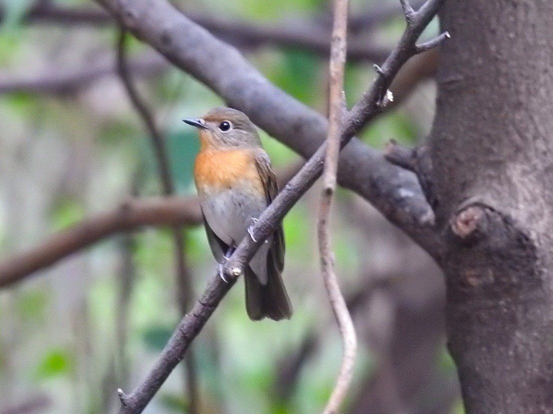 Blue-throated Flycatcher - Vigneshwaran B