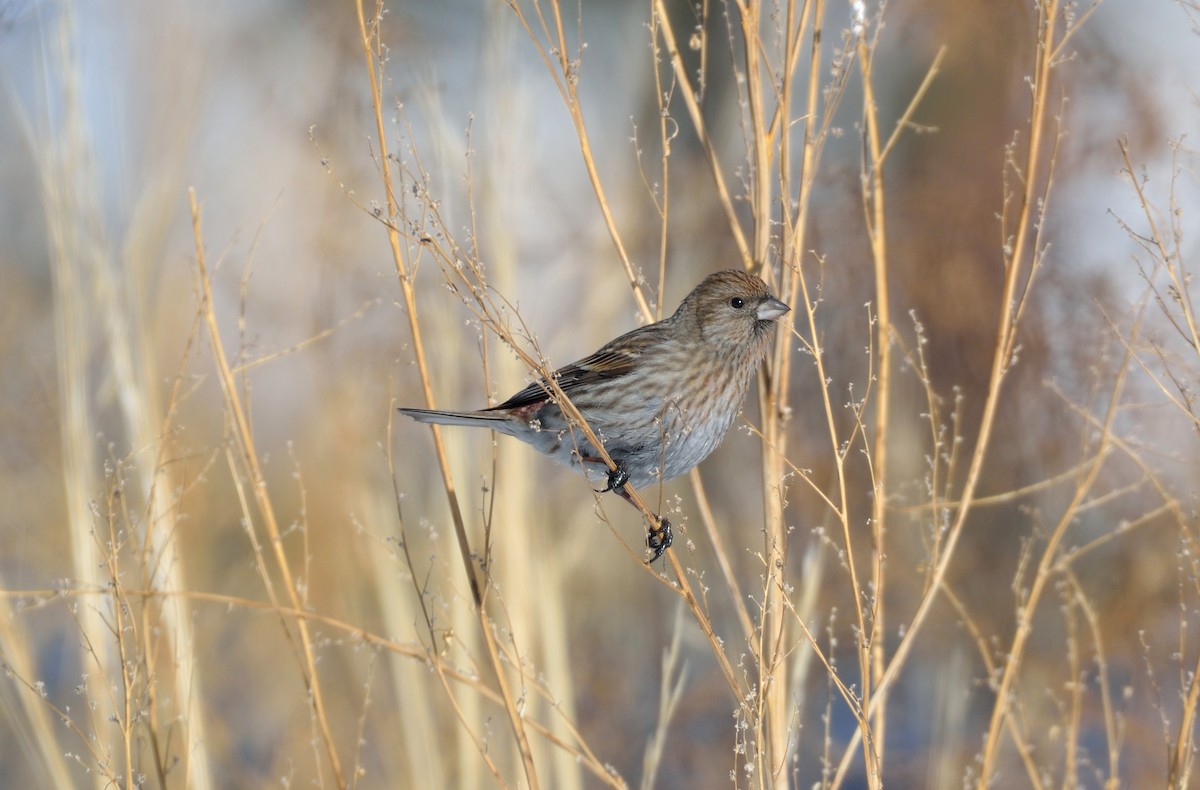 Pallas's Rosefinch - ML141371981