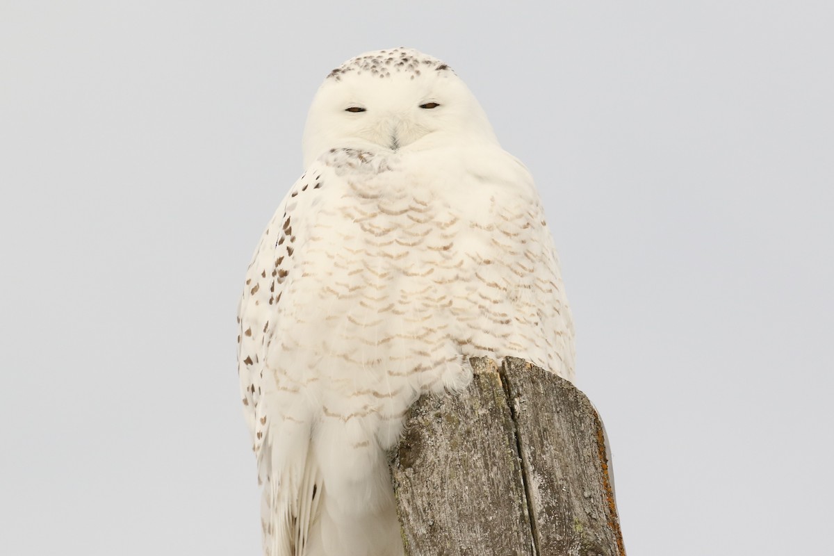 Snowy Owl - ML141374261