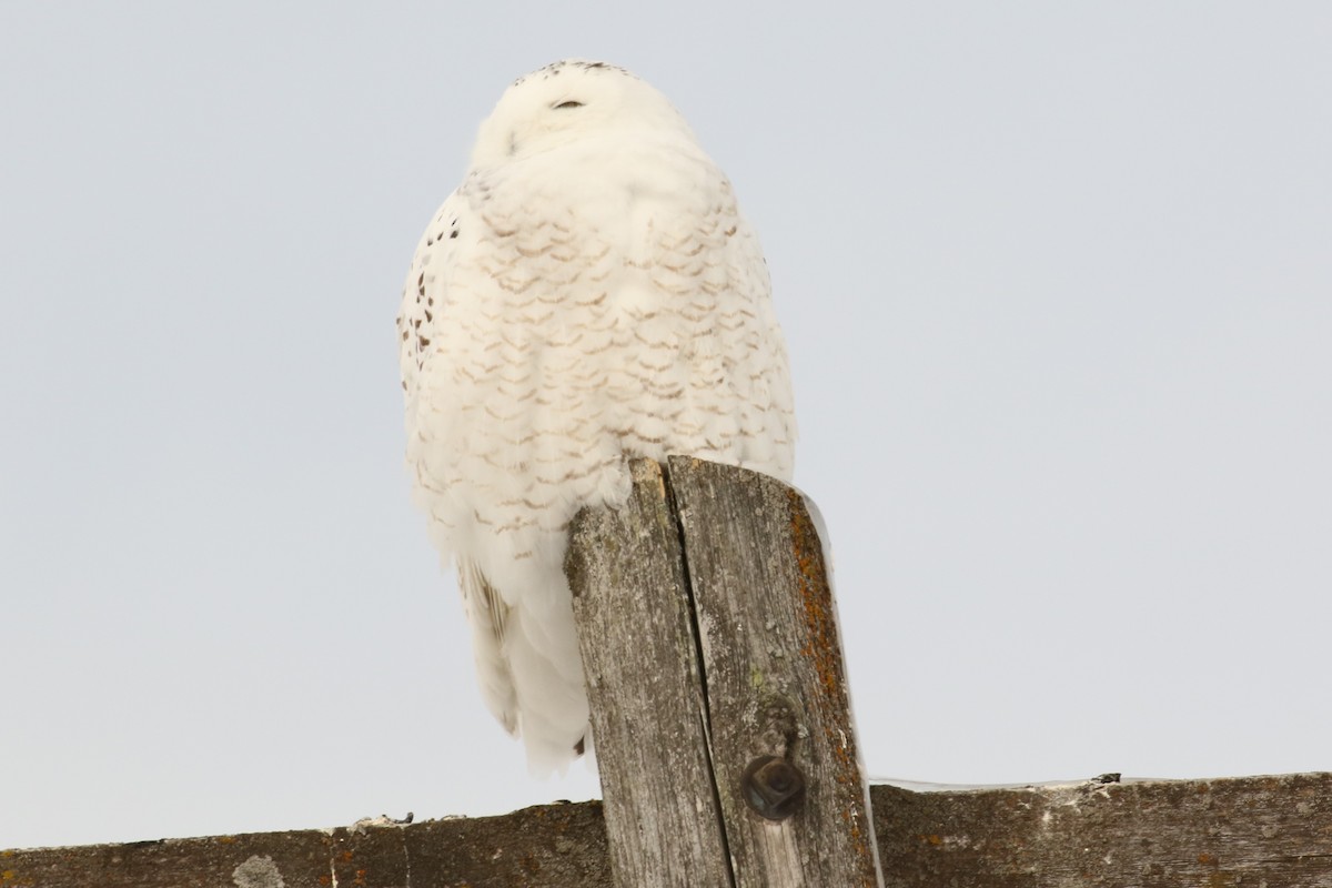 Snowy Owl - ML141374401