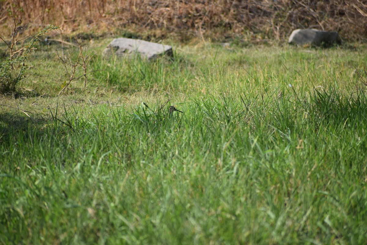 Common Snipe - ML141374491