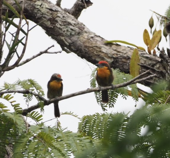 Scarlet-crowned Barbet - ML141375171