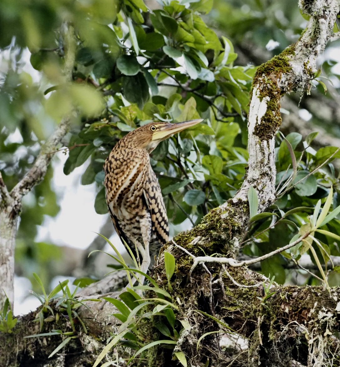 Rufescent Tiger-Heron - ML141375401