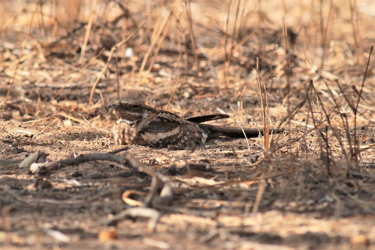 Long-tailed Nightjar - Frédéric Bacuez