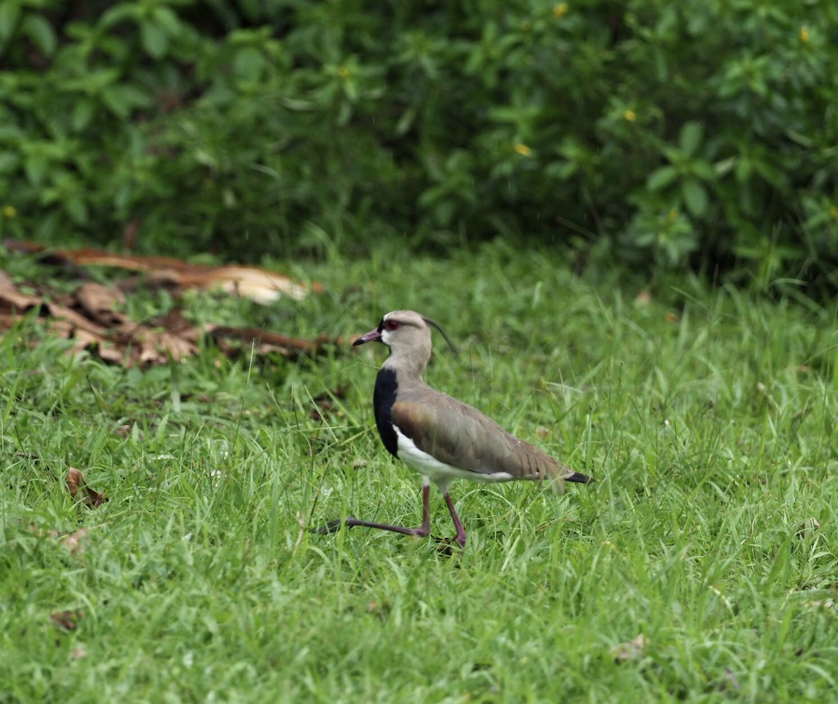 Southern Lapwing - ML141375711