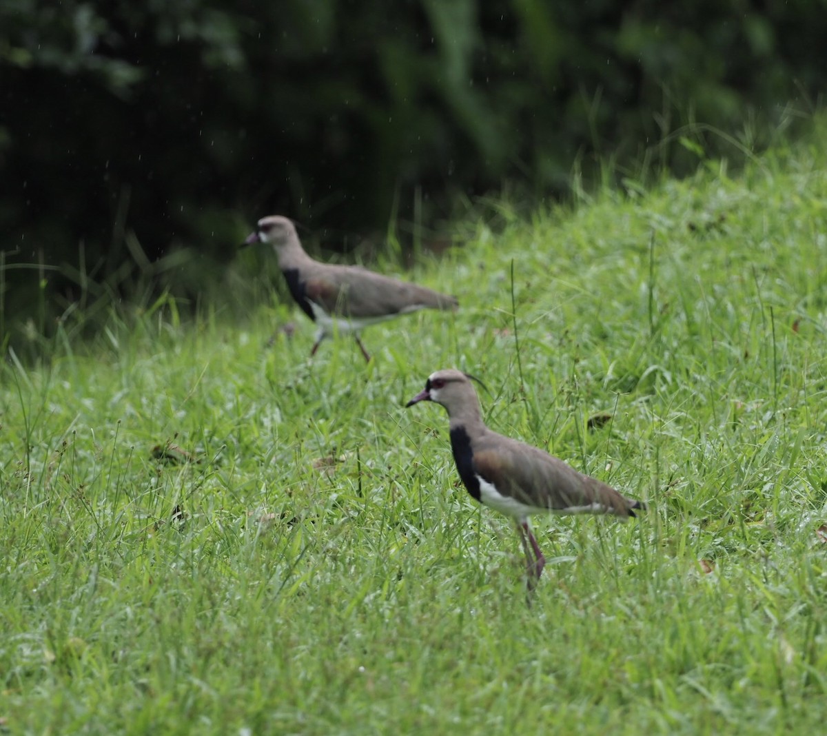 Southern Lapwing - ML141375721