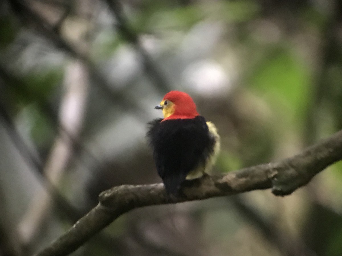 Wire-tailed Manakin - ML141375991