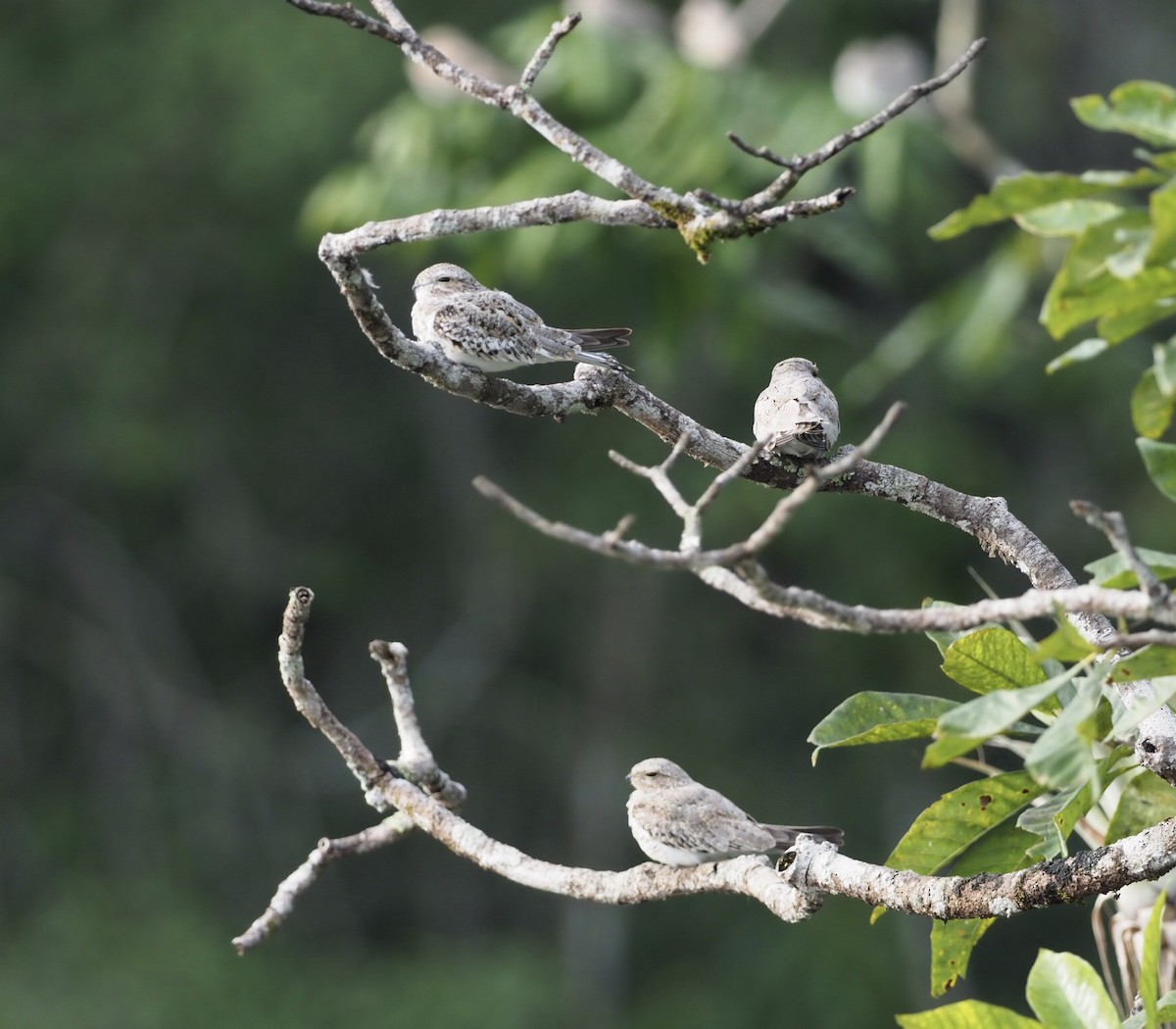 Sand-colored Nighthawk - ML141376211