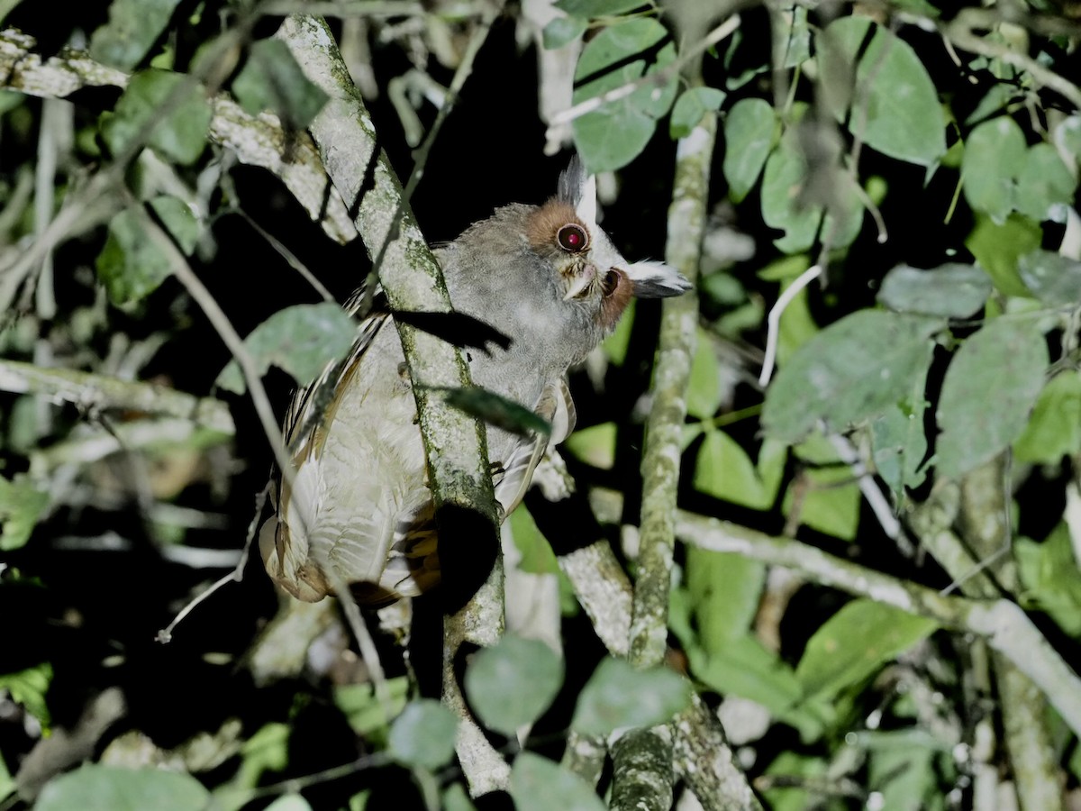 Búho Corniblanco - ML141376321