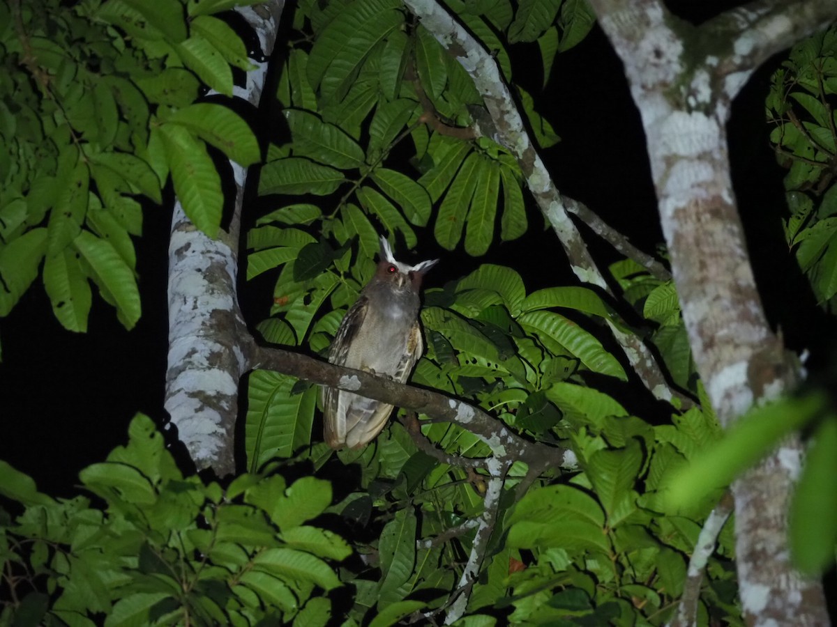 Crested Owl - ML141376331