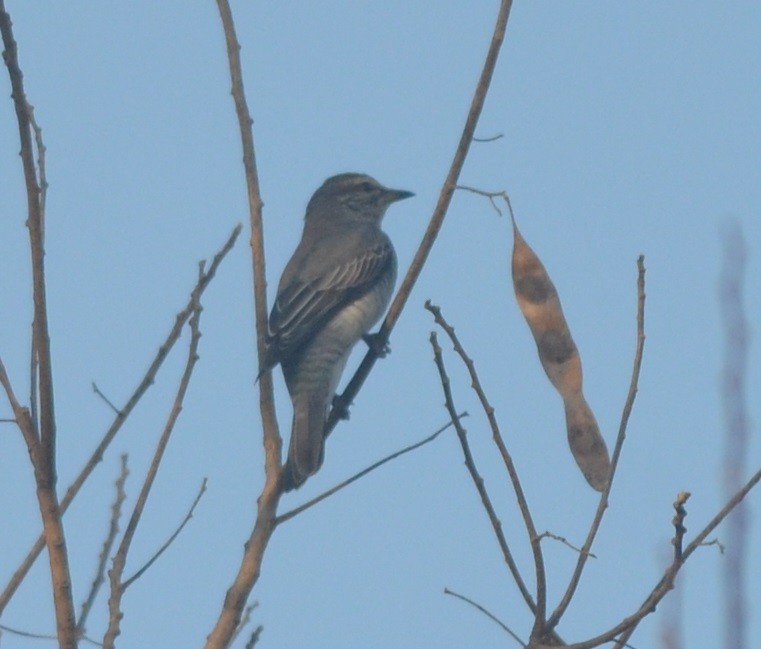 Black-headed Cuckooshrike - ML141376631