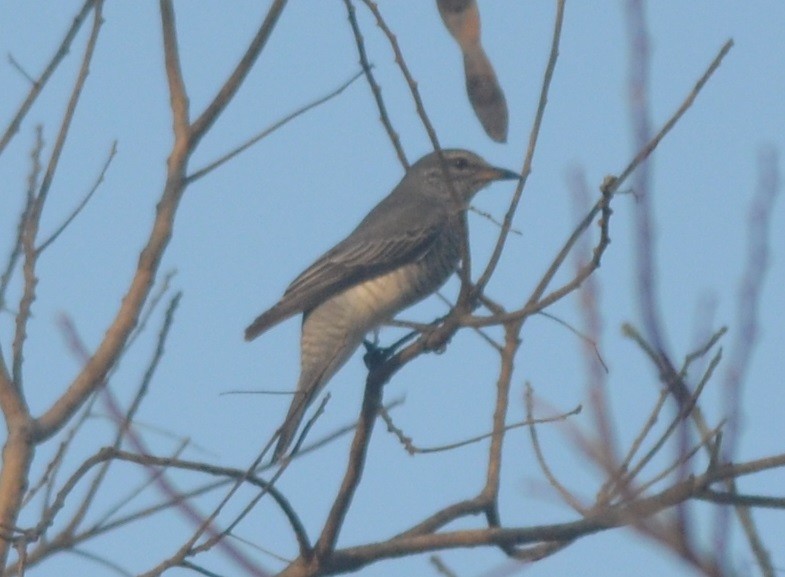 Black-headed Cuckooshrike - ML141376641