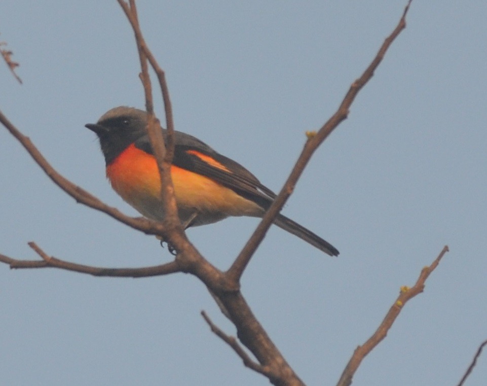 Küçük Minivet - ML141376921