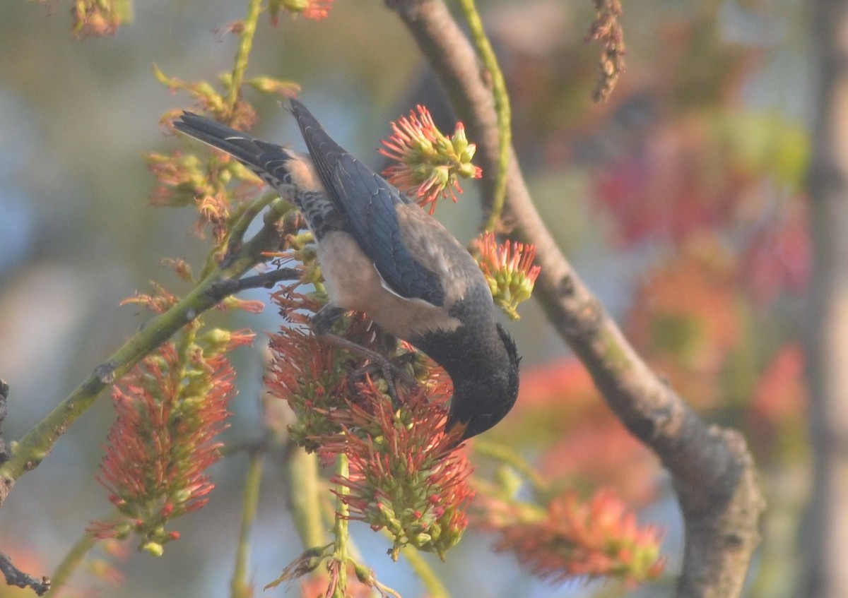 Rosy Starling - ML141377061